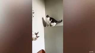 Cats and their life dramatic - Funny Cats Funny Animals 2023