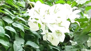Viral Video | Beautiful White Flowers |Nature For Meditation | Relaxing Soul
