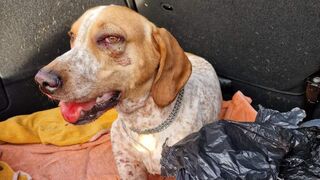 VOICI COMMENT LES ANIMAUX DISENT AU REVOIR AUX ANIMAUX MORTS