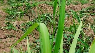 Natural Views 4K | Nature Relaxation | Nature Lover | Green Nature | febspot