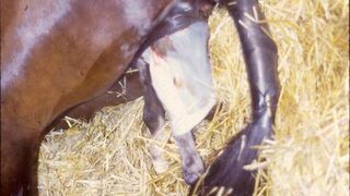 L'étalon est allé se promener dans un troupeau de juments l Beaux chevaux