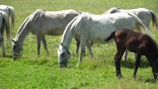 Animals 4k 43