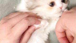 Cute cat ???????? 2