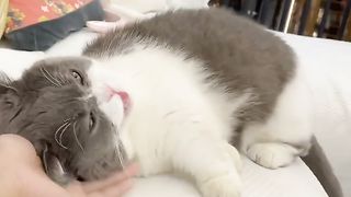 Cat love with owner