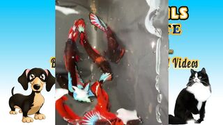 Animals-Funny and Cute -Animal Video    #viralyoutubevideo #comedy #funny  #epic