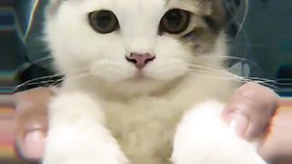 Little ???? cat