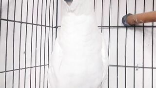 Cockatoo female hand tammed