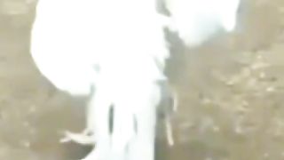 Hen fight 2