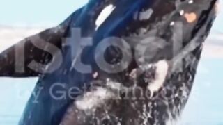 Dolphin fish