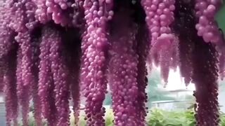 Quranic Status video #shorts #viral #trending