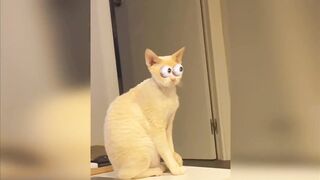 Funny cats and dogs moment's