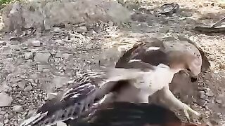 Eagle Fight 2