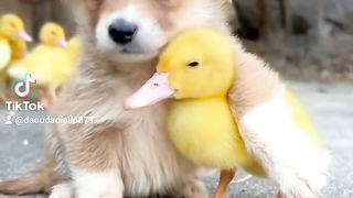 Animaux social