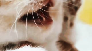 Cute cats lovers