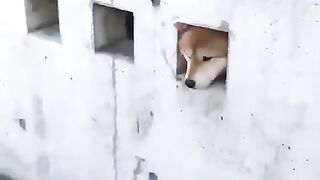 Dogs showing their faces