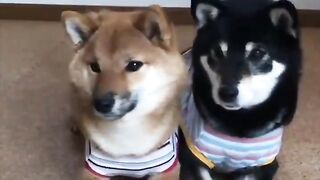 Dogs dancing