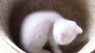 A cat realizing the presence of its own tail.