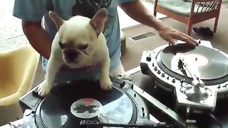 Dog imitating DJ