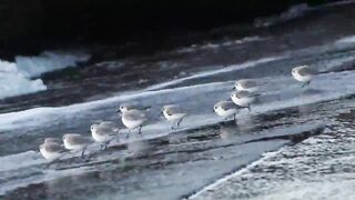 Birds playing in the waves