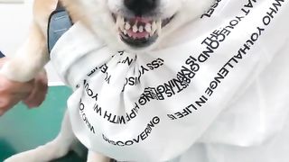 Angry dog after having its nails clipped