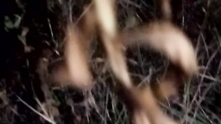 Animal loverd 4