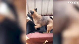 TRY NOT TO LAUGH ! Harder than you think !!