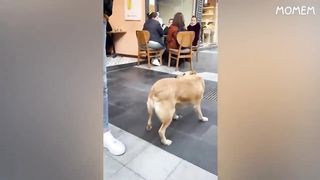 TRY NOT TO LAUGH ! Impossible Edition !!