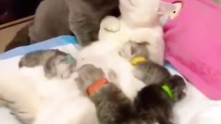 Best Funny Animal Videos 14