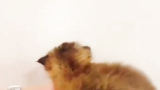 Best Funny Animal Videos Of The 2023 8