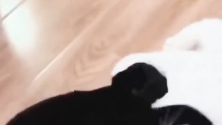 Funny Cat Videos 2023