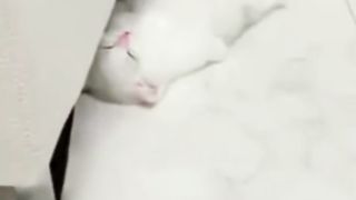 Funniest Cats and Dogs Videos 4