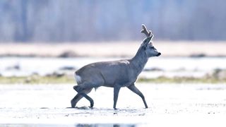 Animals 4k 44