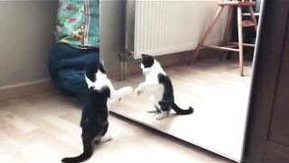 New Funny Animals-Funniest Cats and Dogs Videos