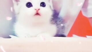 Some Funniest and Cutest Dog and Cat Moments