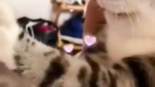 New Funny Animals-Funniest Cats and Dogs Videos 2