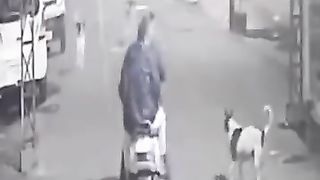Stray dogs attacked 2 men riding on a bike in Jalandhar