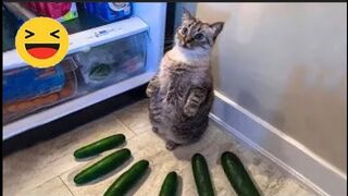 Funniest Cats ???? - Silliest Creature on Earth ???? - Funny Cats Videos 2023