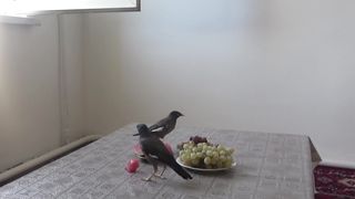 In order to get food , the birds flew inside the apartment !