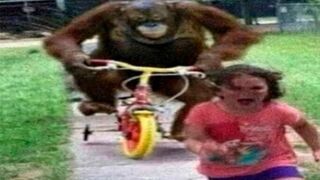 you laugh, you monkey 7