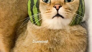 Very interesting video 5