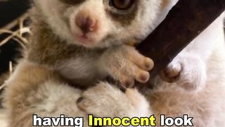 Slow Loris | Cute But Deadly