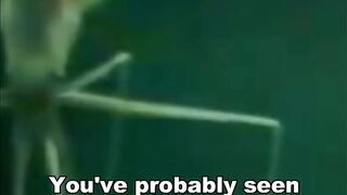 What Is This Mysterious Creature?