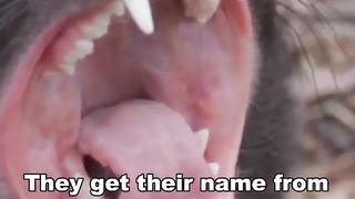 Tasmanian Devil | Ferocious Little Devil