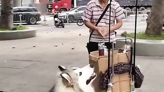 Funny animals videos ???? 7