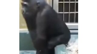 Shake your body bro