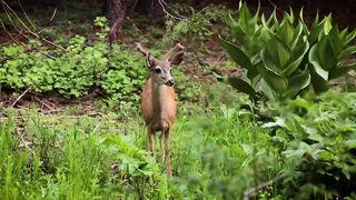 Animals 4k 45