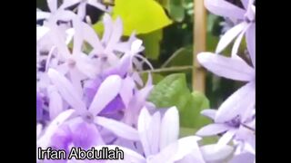 My Sweet Petria in full bloom