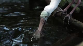 Animals 4k 46