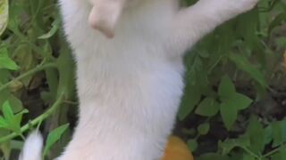 Beautiful small puppy