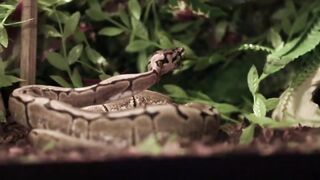 Animals 4k 47